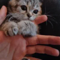 گربه ۴ ماهه بریتیش|گربه|شاهین‌شهر, شهرک هشت بهشت|دیوار