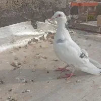 کبوتر  فروشی غریب گیری قیمت مقطوع|پرنده|هشتگرد, شهرک راه آهن|دیوار