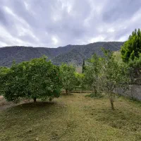 باغ-مرکبات-600-متری-درخت-پرداخت-محصول