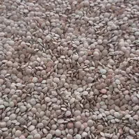 عدس سبز تمیز یکدست آماده بذر