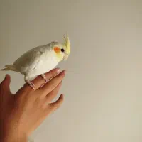 سلام عروس هلندی نر و ماده سالم آماده جفت گیری