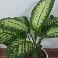 گل طبیعی|گل و گیاه طبیعی|ارومیه, |دیوار