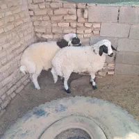 دو عدد بره نره