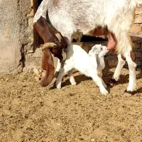 بز پاکستانی زایده .میش
