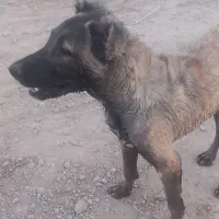 این سگ محدوده راهن گم شده