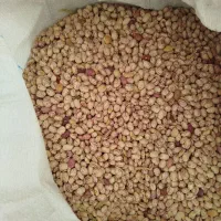 لوبیا چیتی فریدن