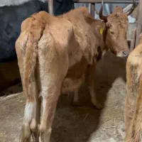 ۵ تا گاو حامله ۳ تا لیشه ۳تا ورزا کوله چالوسی مدیر|حیوانات مزرعه|کوچصفهان, |دیوار