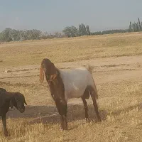 نربز اصل