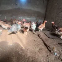 مرغ محلی|حیوانات مزرعه|هامون, |دیوار