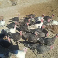 بوقلمون نر و ماده فروشی