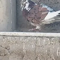 کبوتر گرفتنی