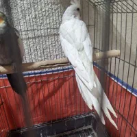 یه جفت عروس هلندی