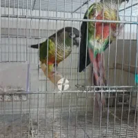 گرینچیک مولد یلو ساید|پرنده|اصفهان, گلزار|دیوار