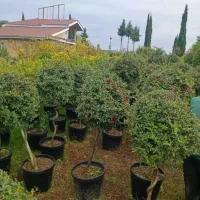 خدمات کلیه باغبانی باغچه کاری گلکاری کاشت گل وگیا|خدمات باغبانی و درختکاری|شهریار, شهرک شاهد|دیوار