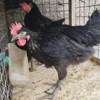 قربونی خروس سیاه