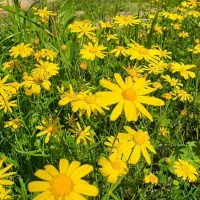 سم/کود/ تقویتی برای درختان و محصولات کشاورزی