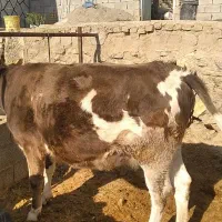 گاو آبستن سیمینتال وهلشتاین|حیوانات مزرعه|بیرانوند, |دیوار