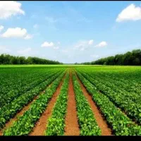 1000 متر زمین مناسب باغ و کشاورزی