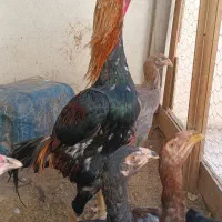 جوجه لاری جوجه اوشامو مرغ لاری|حیوانات مزرعه|مشهد, فریزی|دیوار