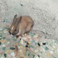فروش یه دونه خرگوش نر