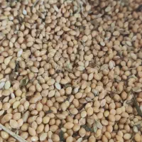 الم یا ارزن درشت طلایی