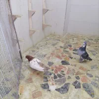 کبوتر کشتنی