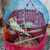 فروش عروس هلندی|پرنده|لنگرود, |دیوار