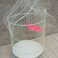 قفس درحد نو