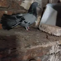 کفتر|پرنده|فارسان, |دیوار