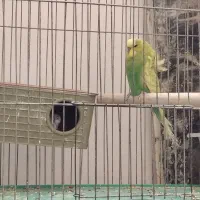 مرغ عشق مولد|پرنده|اصفهان, کوجان|دیوار