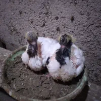 دو جفت کبوتر پرستویی جوجه برای فروش|پرنده|بابل, |دیوار