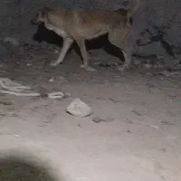 ماده پژدر..لطفا توضیحات را بخوانید