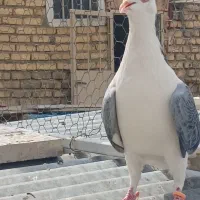 کبوتر بدرنگ