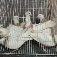 کفتر ،کبوتر، طوقی و کله