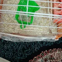 فنچ|پرنده|نیشابور, شهید بهشتی|دیوار