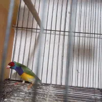 فنج گلدین نر