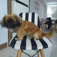 سگ تربیت شده|سگ|محمدشهر, محمدشهر|دیوار