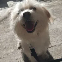 واگذار سگ نژاد شیتزو تریل|سگ|تالش, هشتپر|دیوار