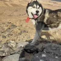 سگ هاسکی|سگ|بهار, |دیوار