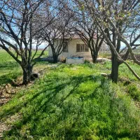 باغ در روستای ینگجه