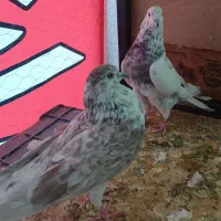 کفتر پرشی ساعت سنگین|پرنده|قم, خداکرم|دیوار