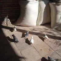 دوازده تا کبوتر پرشی