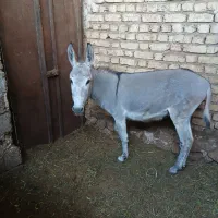 الاغ نر
