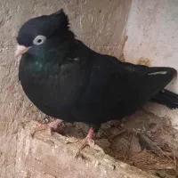 سرخ آبادانی و زاغ