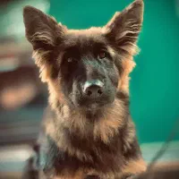 ژرمن شولاین اصیل