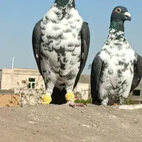 سینه سفید|پرنده|مشهد, ایثار|دیوار