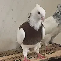طوقی سرخ نر مست و یه جفت شیخی ابری یک بند