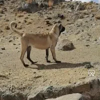 واگذاری توله ماده سرابی 8ماهه