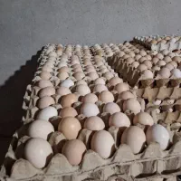 تخم مرغ عمده|عمده‌فروشی|تهران, هلال احمر|دیوار