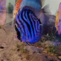 دیسکس|ماهی|تهران, حبیب الله|دیوار